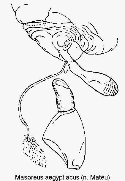 masoreus_aegyptiacus_ovi.gif
