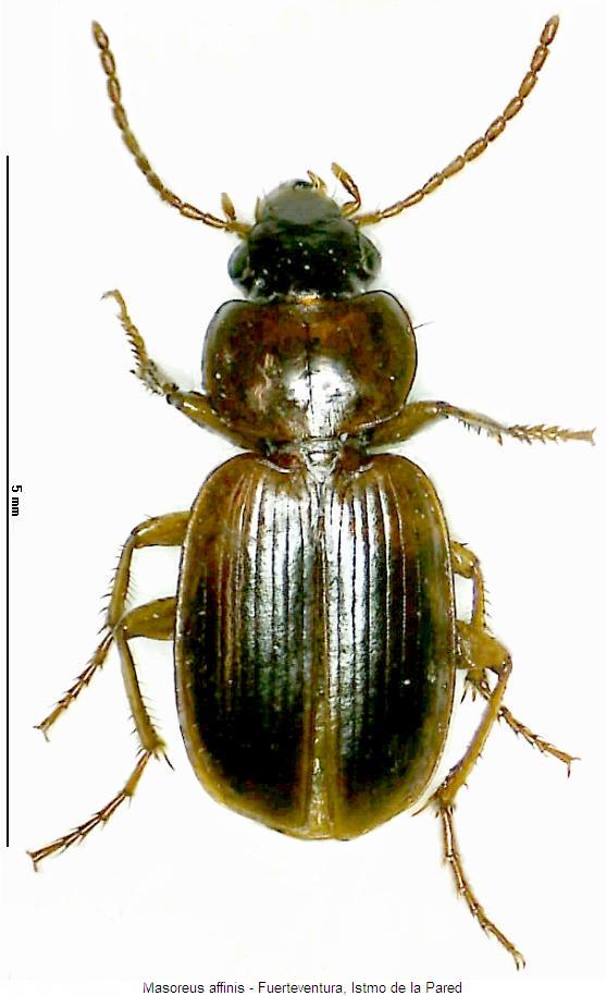 masoreus_affinis_hab.jpg