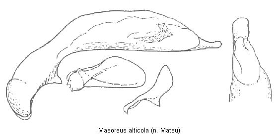 masoreus_alticola.jpg