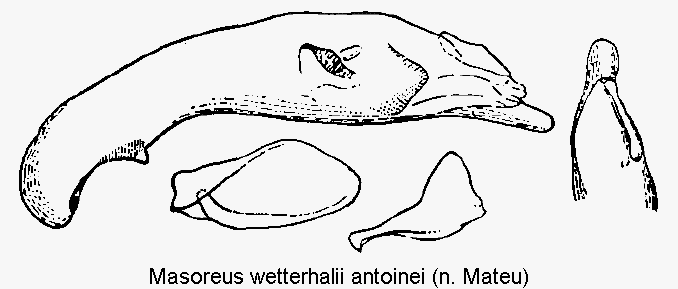 masoreus_antoinei.gif