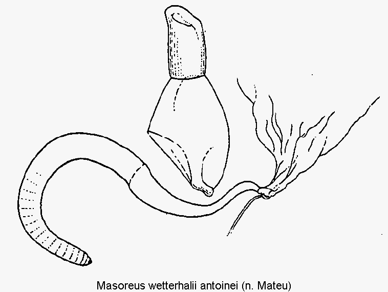 masoreus_antoinei_ovi.gif