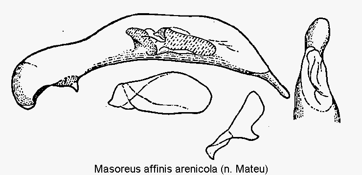 masoreus_arenicola.gif