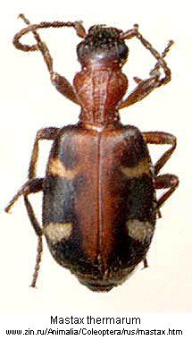 mastax_thermarum.jpg