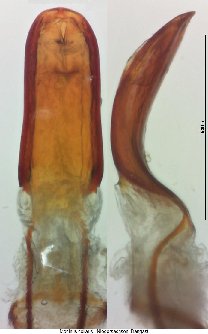 mecinus_collaris1.jpg