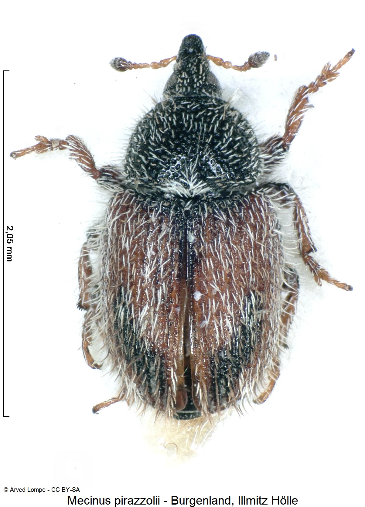 mecinus_pirazzolii_ck15294_hab.jpg