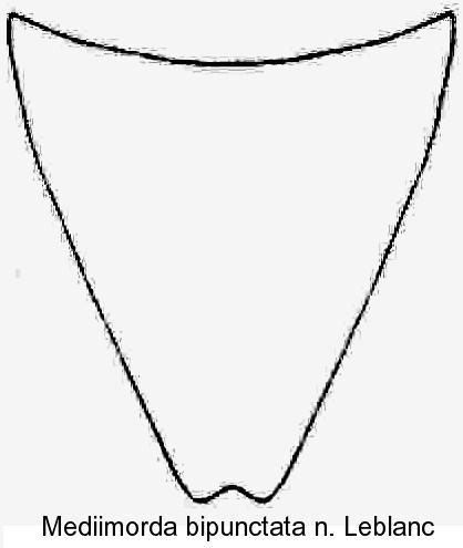 mediimorda_bipunctata_hypopygidium.jpg