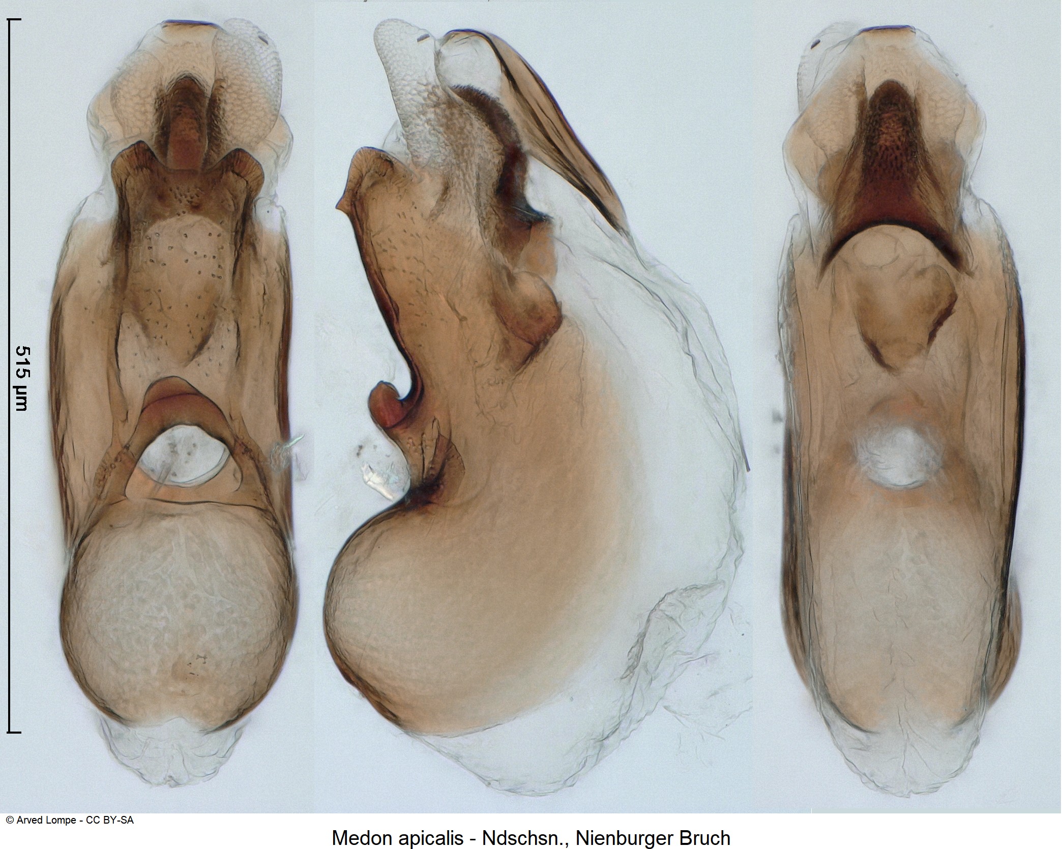 medon_apicalis_ck35959501.jpg