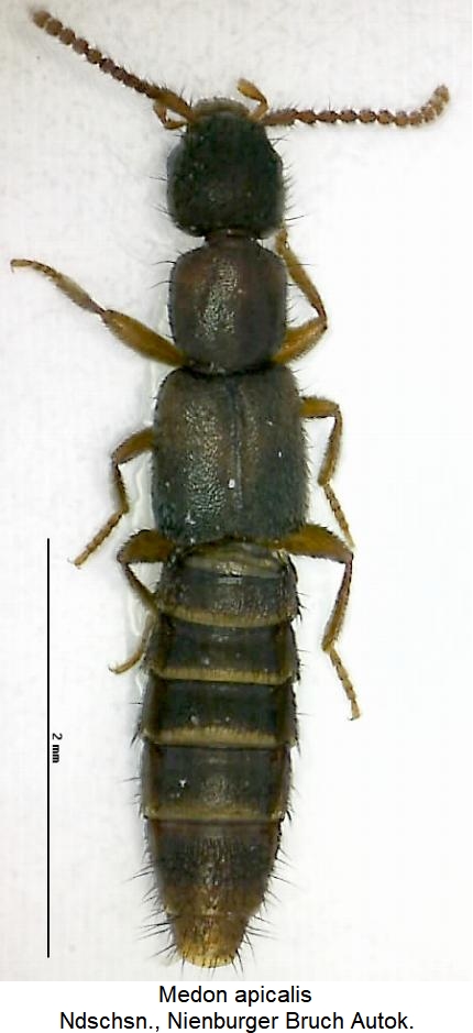 medon_apicalis_hab.jpg