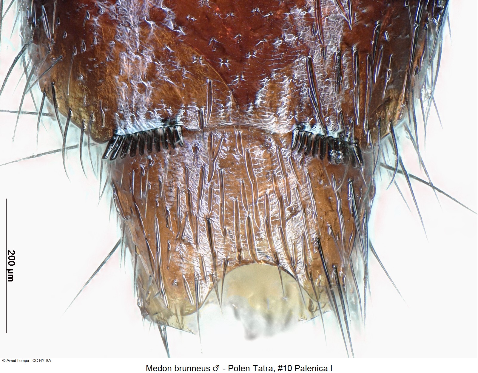 medon_brunneus_m_nr10_ck34541784_ster.jpg