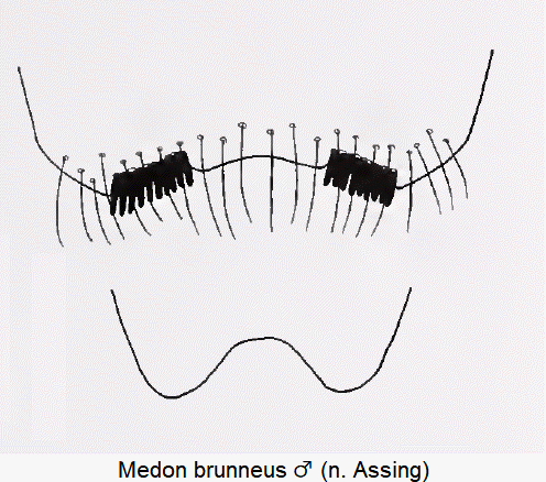 medon_brunneus_m_ster.gif