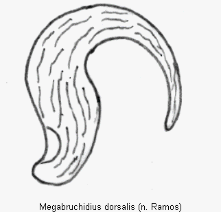 megabruchidius_dorsalis_sperm.gif