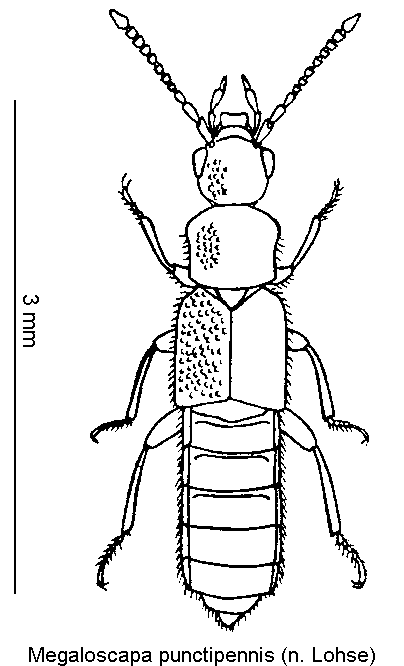 megaloscapa_punctipennis_hab.gif