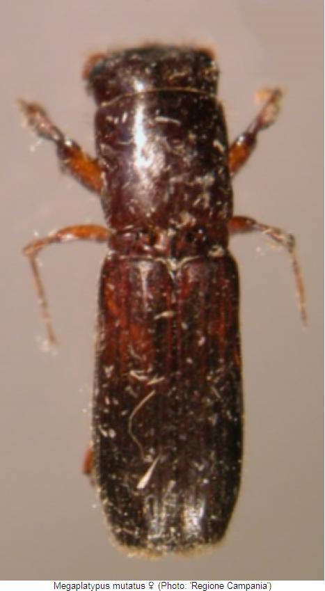 megaplatypus_mutatus_w_hab.jpg