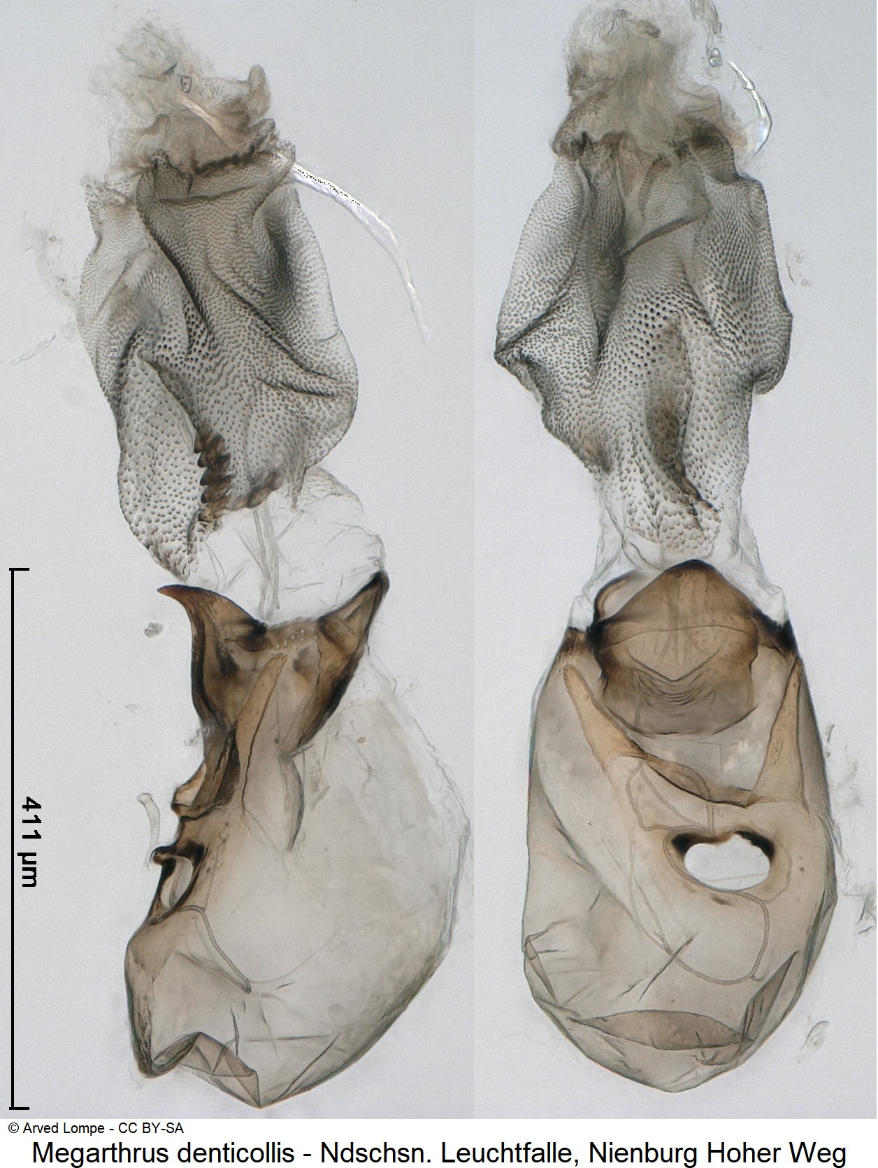 megarthrus_denticollis_ck33343244.jpg