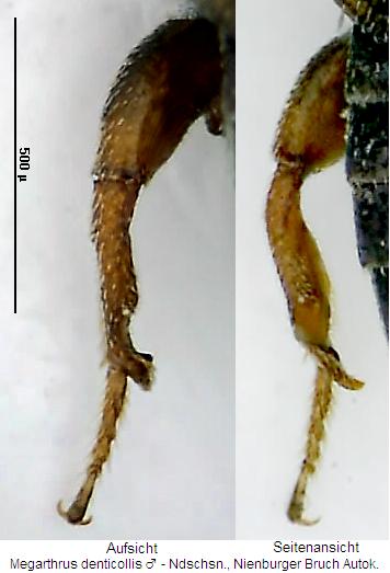 megarthrus_denticollis_hb.jpg