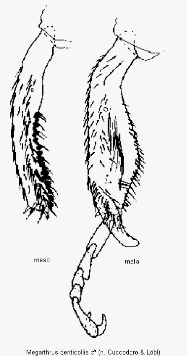 megarthrus_denticollis_schn.gif