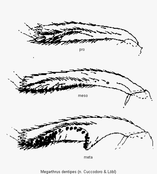 megarthrus_dentipes_schn.gif