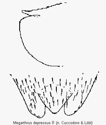 megarthrus_depressus_ter.gif