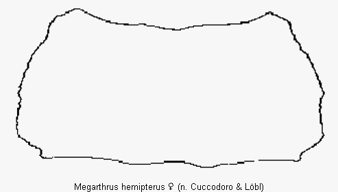 megarthrus_hemipterus_hsch.gif