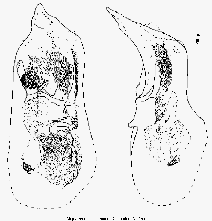 megarthrus_longicornis.gif