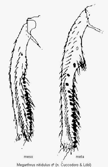 megarthrus_nitidulus_schn.gif