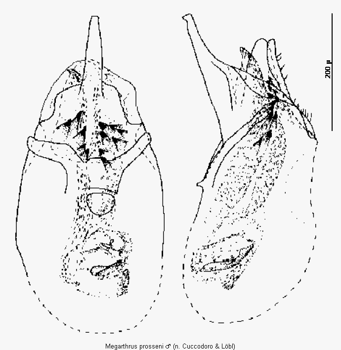 megarthrus_prosseni1.gif