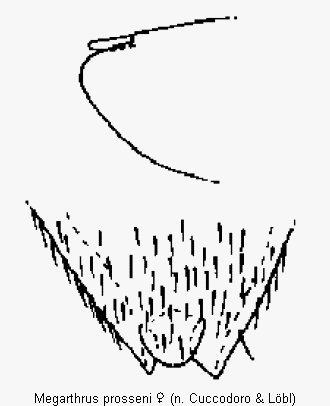 megarthrus_prosseni_ter.gif