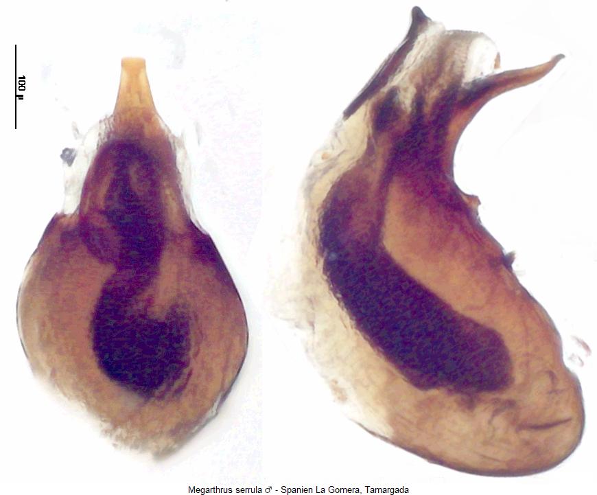 megarthrus_serrula.jpg