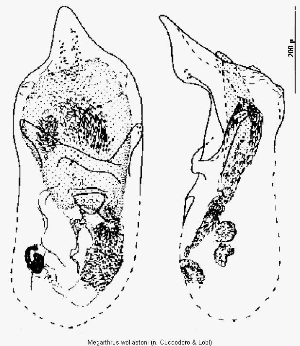 megarthrus_wollastoni.gif