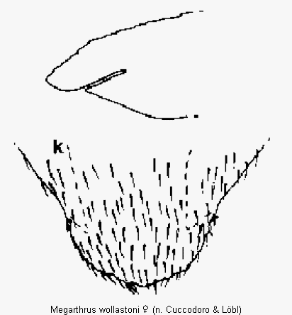 megarthrus_wollastoni_ter.gif