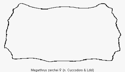 megarthrus_zerchei_hsch.gif