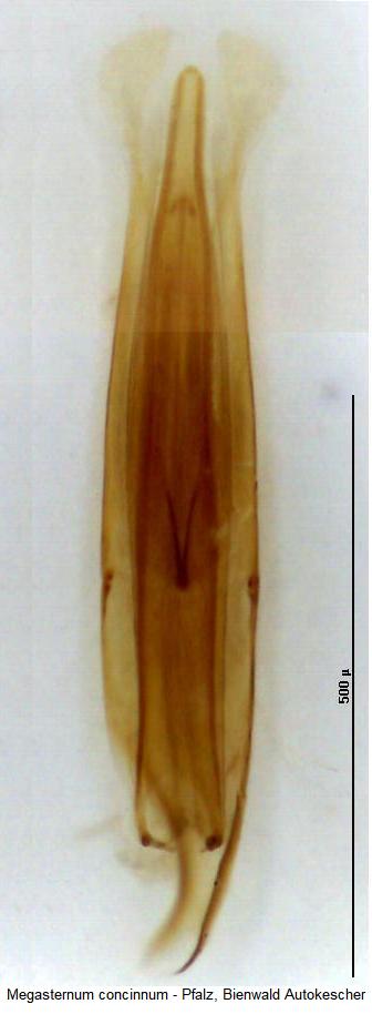 megasternum_concinnum4.jpg
