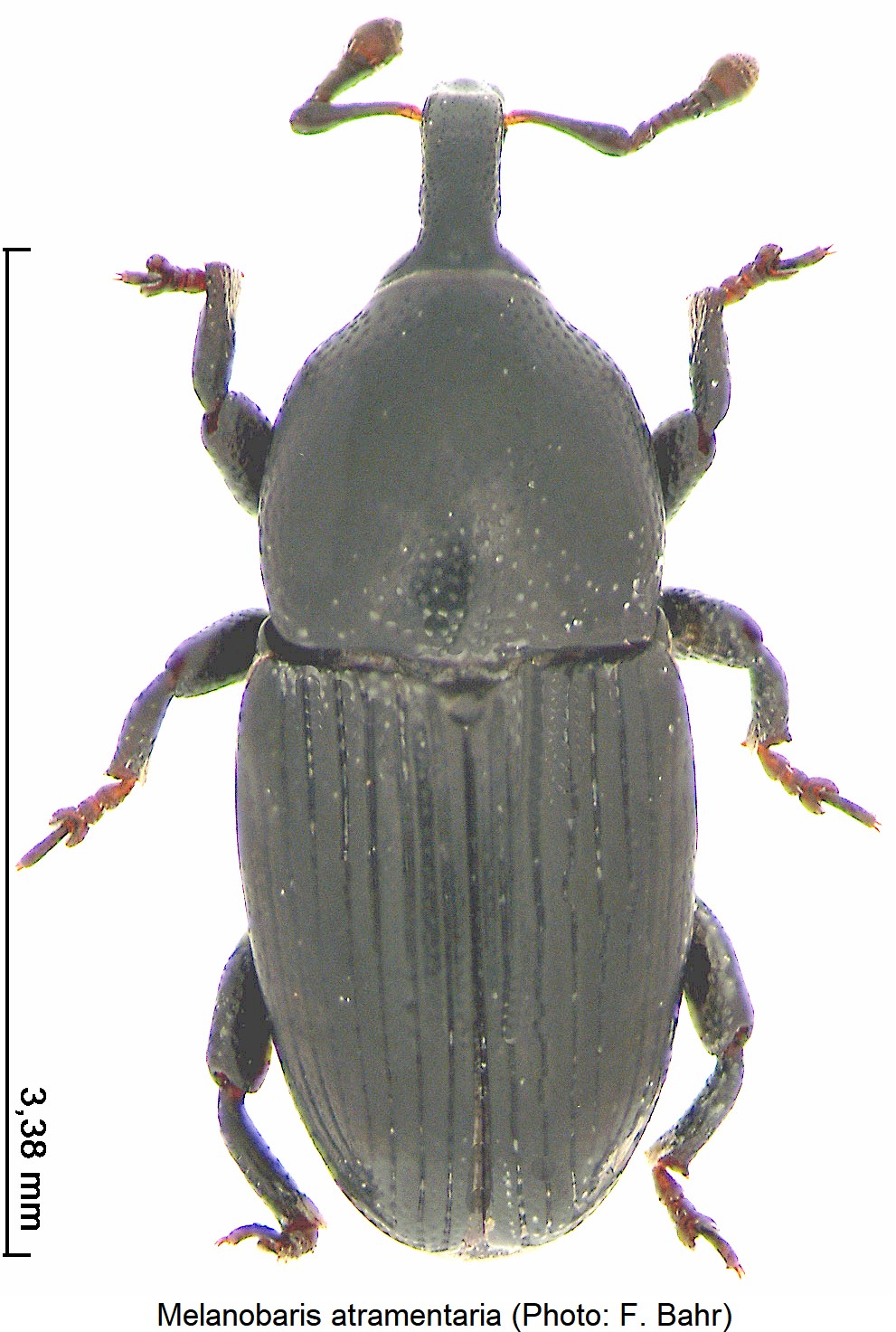 melanobaris_atramentaria_hab.jpg