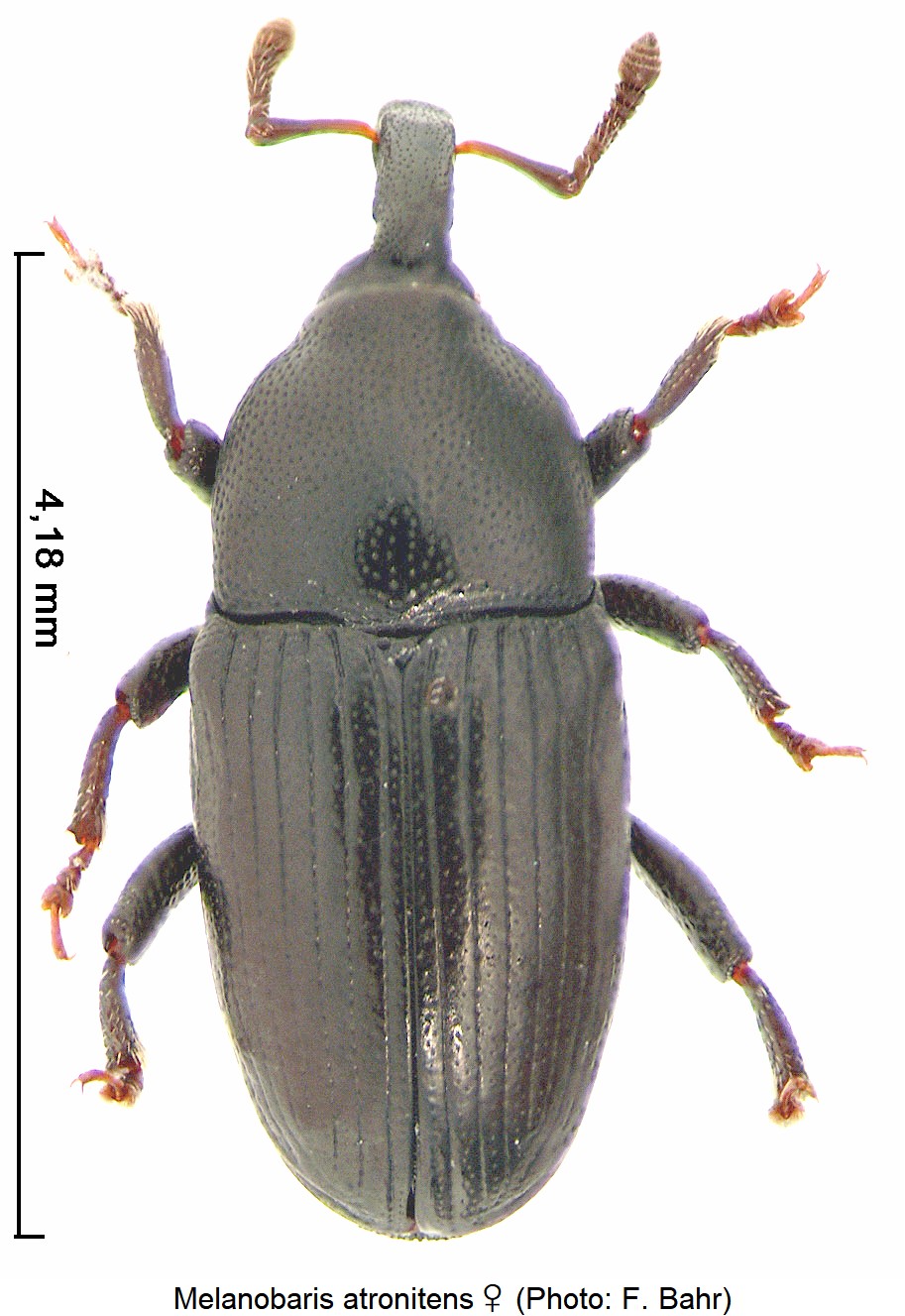 melanobaris_atronitens.jpg