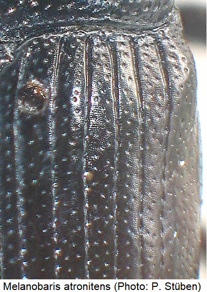 melanobaris_atronitens_fld.jpg