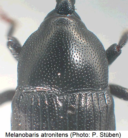 melanobaris_atronitens_hsch.jpg