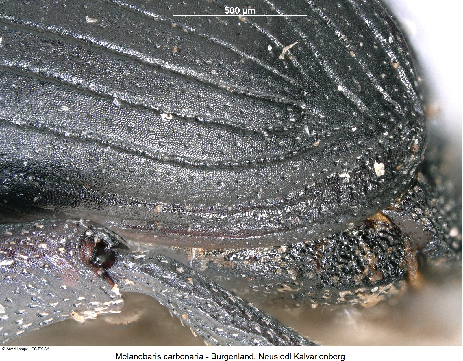 melanobaris_carbonaria_ck14858_dec.jpg