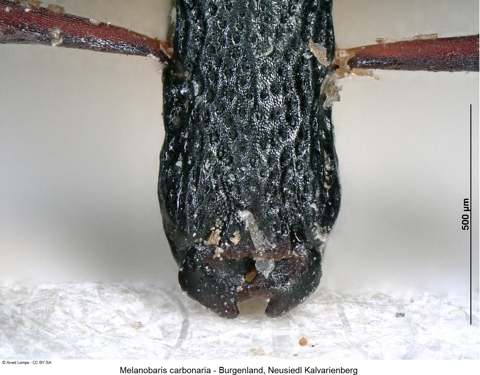 melanobaris_carbonaria_ck14858_ol.jpg