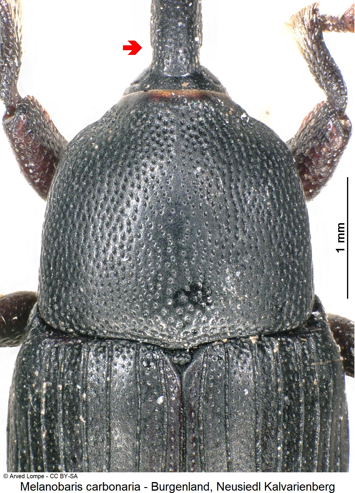 melanobaris_carbonaria_ck14858_vk.jpg