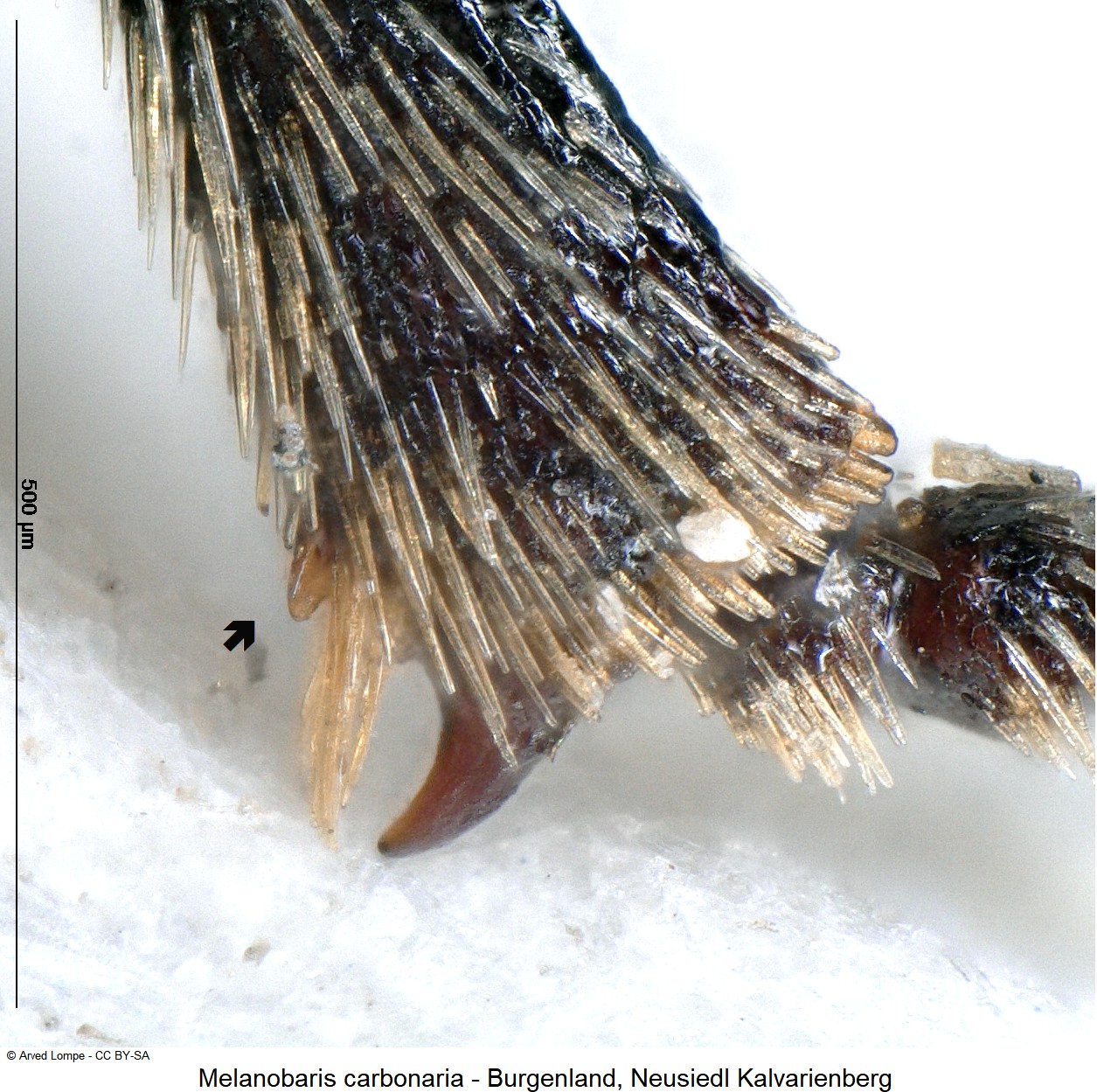 melanobaris_carbonaria_ck14858_vschn.jpg