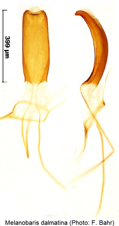 melanobaris_dalmatina.jpg