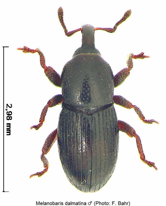 melanobaris_dalmatina_m_hab.jpg