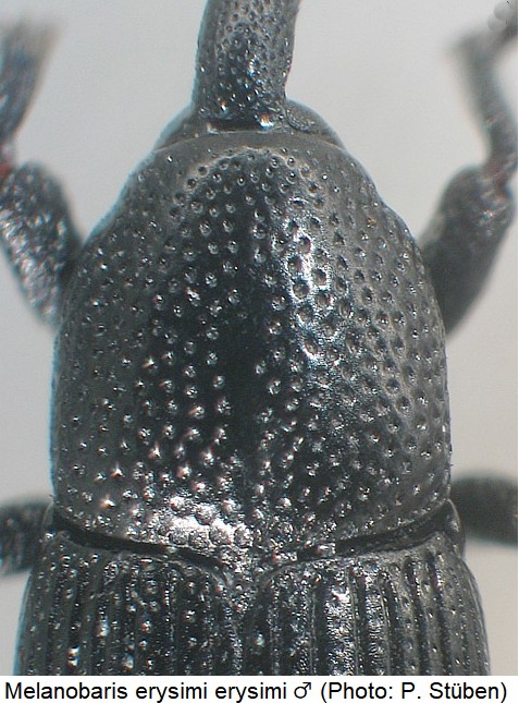 melanobaris_erysimi_m_hsch.jpg