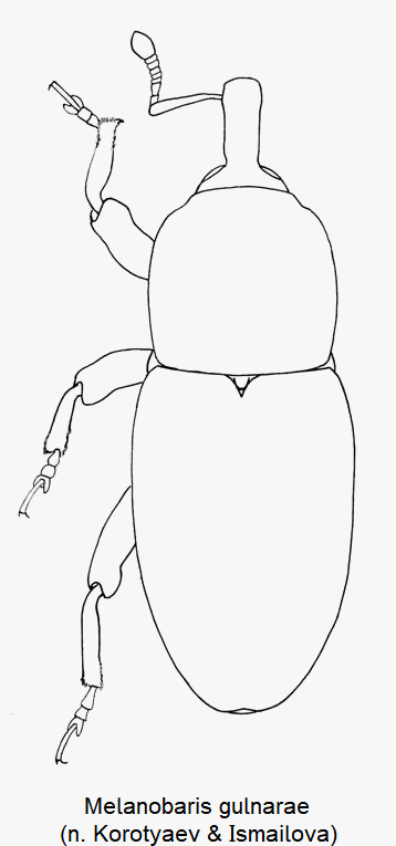melanobaris_gulnarae_hab.gif