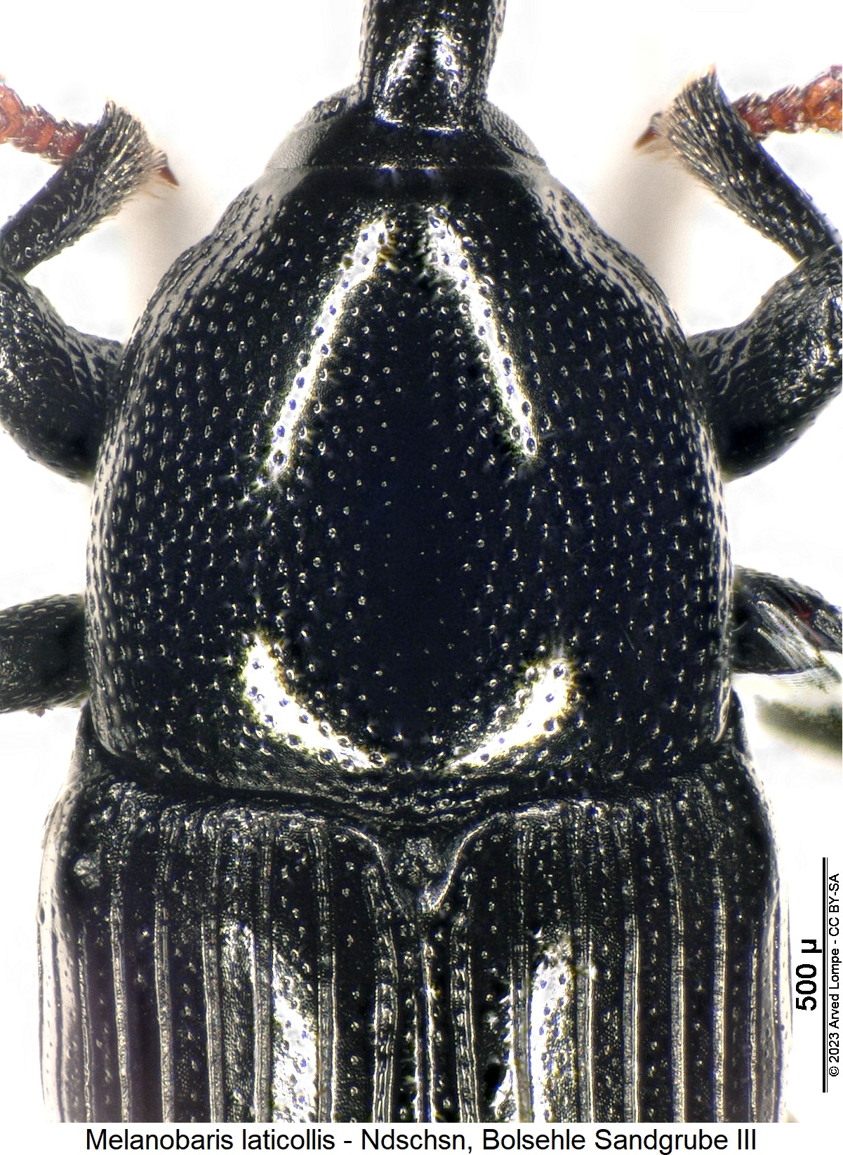 melanobaris_laticollis_hsch.jpg