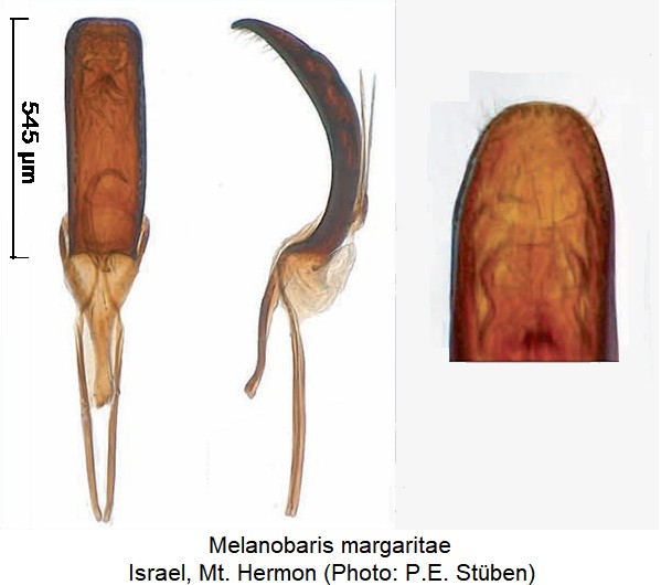 melanobaris_margaritae.jpg