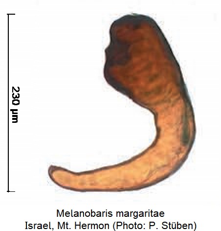melanobaris_margaritae_sperm.jpg