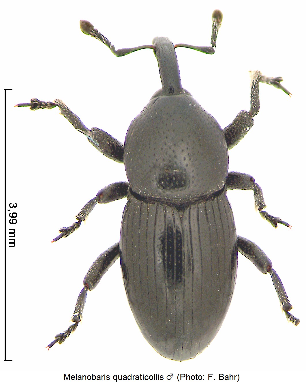 melanobaris_quadraticollis_m_hab.jpg