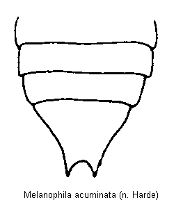 melanophila_acuminata_hlb.gif
