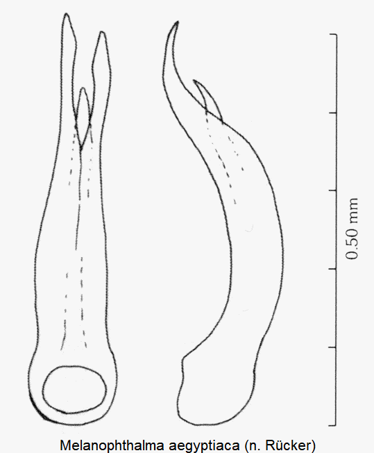 melanophthalma_aegyptiaca.gif